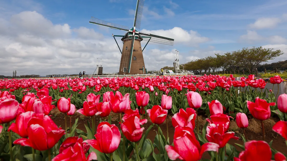 Moinho de vento holandês cercado por campos de tulipas coloridas sob céu azul