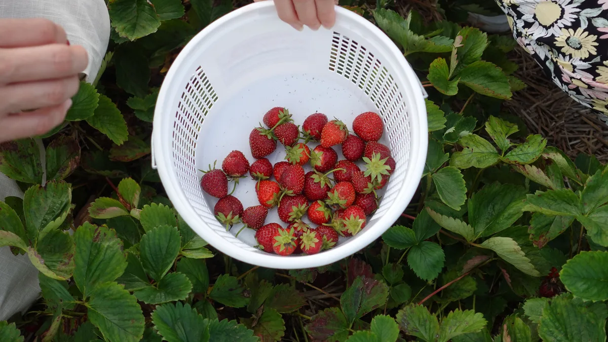Cesta cheia de morangos frescos erguida sobre pés de morango no campo