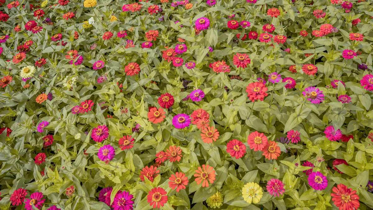 Campo de zínias floridas em tons de vermelho, rosa e laranja