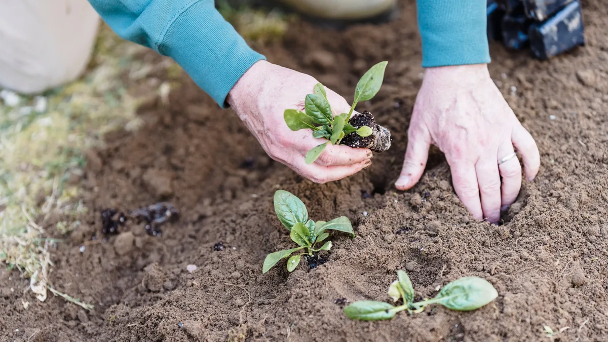 Mãos plantando uma muda em solo escuro de canteiro ao ar livre