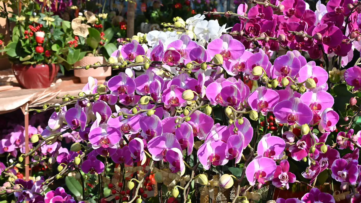 Orquídeas phalaenopsis roxas e brancas em plena floração expostas em um mercado de flores