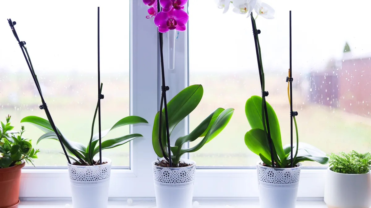 Vasos de orquídeas coloridas floridas na janela iluminada de uma casa