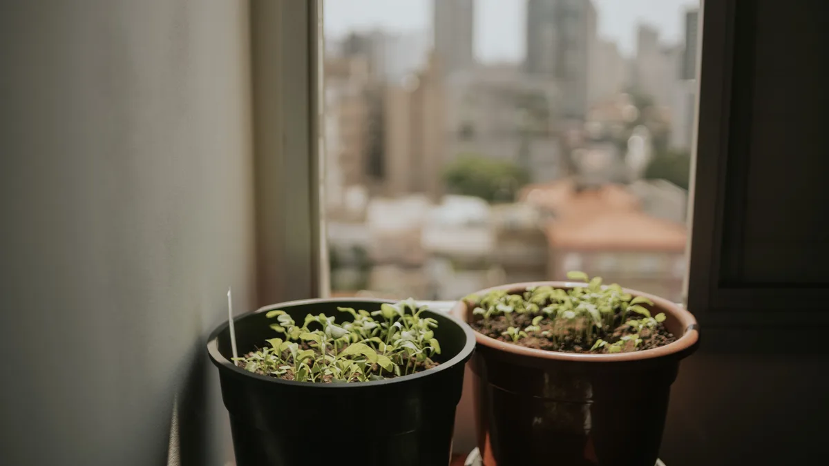 Vasos de planta no parapeito de uma janela, com a cidade desfocada ao fundo