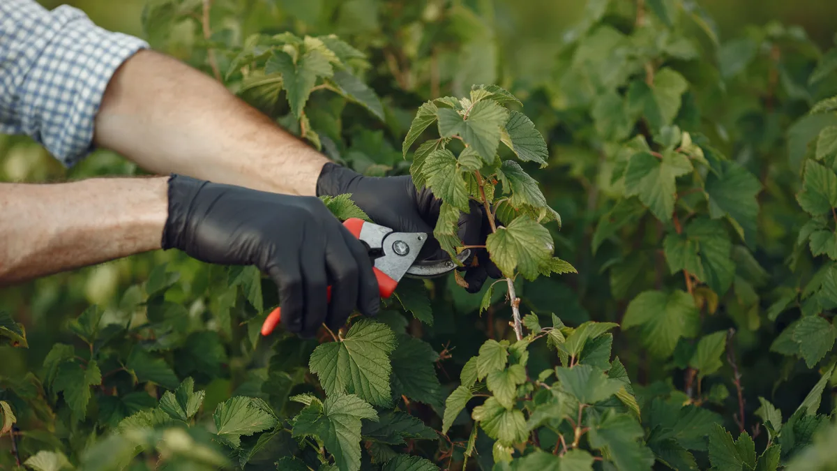Jardineiro poda os galhos de uma planta verde com tesoura de poda ao ar livre